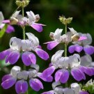 CHINESE HOUSES FLOWER SEEDS 1000+ annual GARDEN bees BUTTERFLIES FREE SHIPPING