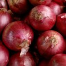 RED CREOLE ONION SEEDS 200+ allium SHORT DAY vegetable GARDEN FREE SHIPPING