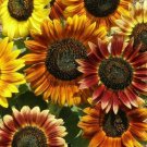 MARDI GRAS SUNFLOWER SEEDS 30+ ANNUAL flower GARDEN bees BUTTERFLY Free Shipping