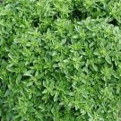 DWARF GREEK BASIL SEEDS 300+ ANNUAL garden Herb spice NON-GMO FREE SHIPPING