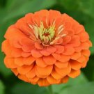 ORANGE KING ZINNIA FLOWER SEEDS 100+ ANNUAL garden BIRDS bees Free Shipping