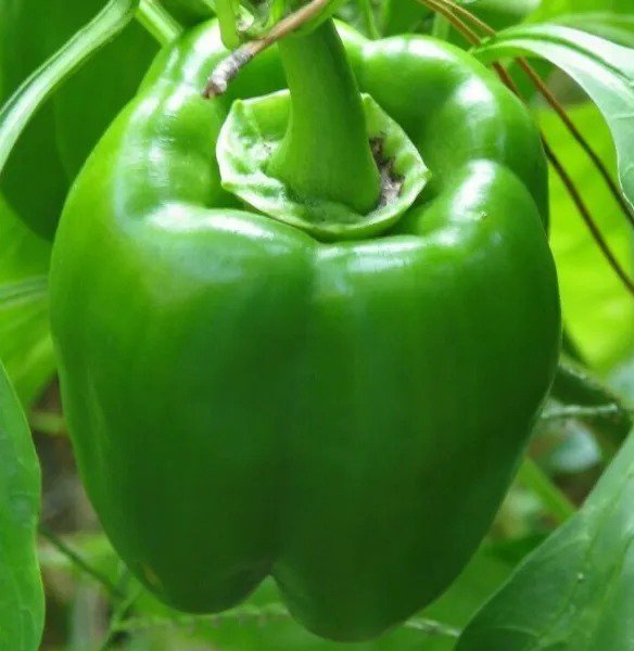 GREEN BELL PEPPER SEEDS 30+ ""EMERALD GIANT"" SWEET PEPPER Non-Gmo FREE SHIPPING