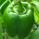 GREEN BELL PEPPER SEEDS 30+ ""EMERALD GIANT"" SWEET PEPPER Non-Gmo FREE SHIPPING