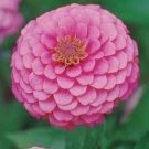 PINK LUMINOSA ZINNIA SEEDS 100+ ANNUAL FLOWER garden BIRDS bees Free Shipping