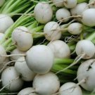 WHITE EGG TURNIP SEEDS 500+ VEGETABLE garden SOUPS stews STIR FRY FREE SHIPPING