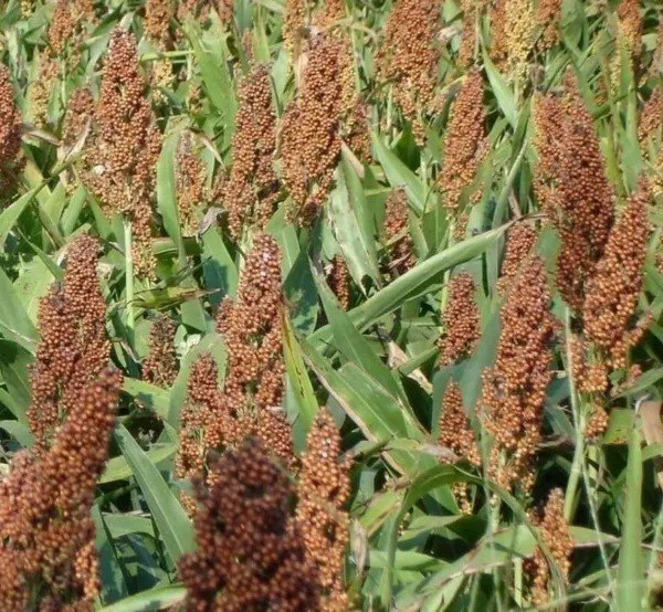 ROX ORANGE SYRUP CANE SORGHUM SEEDS 50+ grain ""BROOM CORN"" FREE SHIPPING