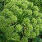 ANGELICA SEEDS 100+ for growing ARCHANGELICA HERB garden Culinary FREE SHIPPING