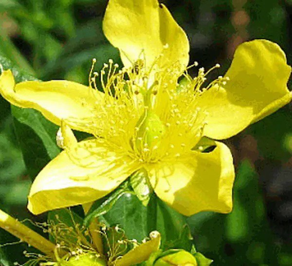 ST JOHN'S WORT SEEDS 500+ GREAT variety Perennial herb GARDEN FREE SHIPPING