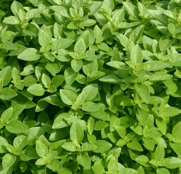 SPICY GLOBE BASIL SEEDS 300+ Herb garden CULINARY spice ANNUAL FREE SHIPPING