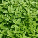 SPICY GLOBE BASIL SEEDS 300+ Herb garden CULINARY spice ANNUAL FREE SHIPPING