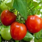 GLACIER TOMATO SEEDS 50+ DETERMINATE COOL season VEGETABLE GARDEN FREE SHIPPING