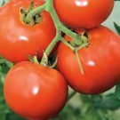 MANITOBA TOMATO SEEDS 50+ DETERMINATE short season VEGETABLES FREE SHIPPING
