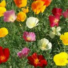 CALIFORNIA POPPY MIX SEEDS 300+ ANNUAL FLOWER orange PURPLE white Free Shipping