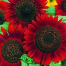 RED SUN SUNFLOWER SEEDS 20+ ANNUAL flowers GARDEN bees BIRDS Free Shipping