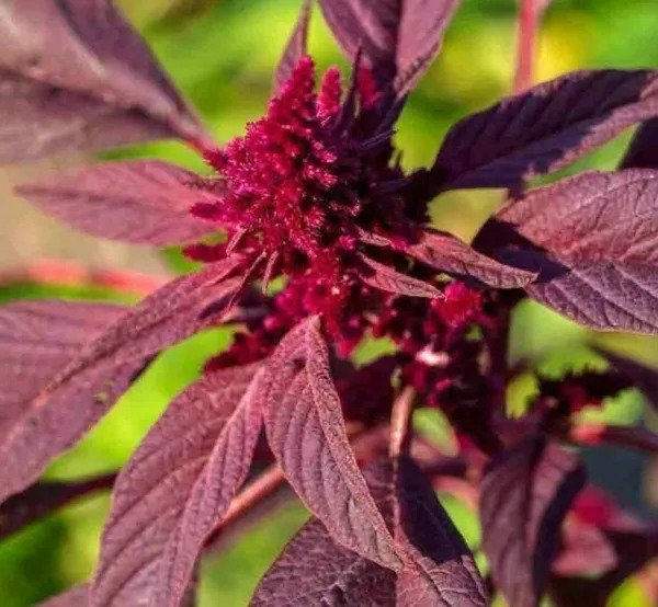 AMARANTH SEEDS 1000+ ""RED GARNET"" HERB garden MICRO-GREENS non-gmo FREE SHIPPING