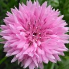 PINK CORNFLOWER SEEDS 200+ TALL PINK BACHELOR BUTTON wildflower Free Shipping