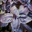 PURPLE BASIL SEEDS 200+ Herb Garden SPICE CULINARY cooking NON-GMO FREE SHIPPING