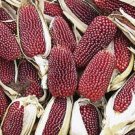 STRAWBERRY CORN SEEDS 30+ vegetable GARDEN culinary ORNAMENTAL FREE SHIPPING