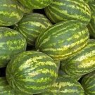 WATERMELON SEEDS 20+ STRIPED KLONDIKE BLUE RIBBON melons FRUIT FREE SHIPPING