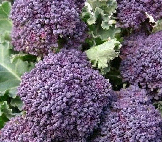 PURPLE BROCCOLI SEEDS 500+ EARLY PURPLE SPROUTING garden VEGETABLE FREE SHIPPING