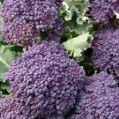 PURPLE BROCCOLI SEEDS 500+ EARLY PURPLE SPROUTING garden VEGETABLE FREE SHIPPING