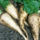 SUGAR BEET SEEDS 100+ survival GARDEN GROW healthy VEGETABLES FREE SHIPPING