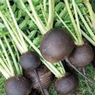 BLACK SPANISH ROUND RADISH SEEDS 200+ survival VEGETABLE garden FREE SHIPPING
