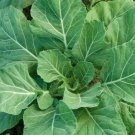 CHAMPION COLLARD GREENS SEEDS 300+ healthy GARDEN southern COOKING FREE SHIPPING
