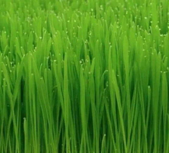 CAT GRASS SEEDS 50+ CAT WHEAT GRASS indoor PLANT GARDEN kitty MEOW FREE SHIPPING