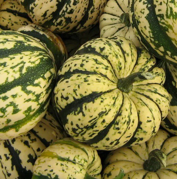 SWEET DUMPLING SQUASH SEEDS 20+ WINTER SQUASH Vegetables GARDEN FREE SHIPPING