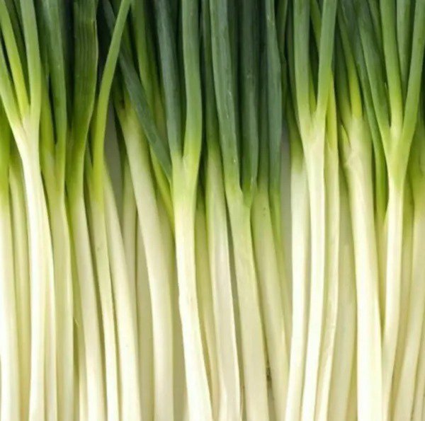 TOKYO LONG WHITE BUNCHING ONION SEEDS 200+ VEGETABLE GARDEN salad FREE SHIPPING