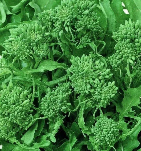 BROCCOLI SEEDS 500+ SPRING RAAB RAPINI garden VEGETABLES NON GMO FREE SHIPPING