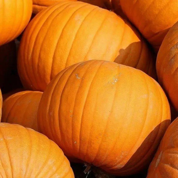 JACK O LANTERN PUMPKIN SEEDS 15+ VEGETABLE garden DECORATIVE FREE SHIPPING