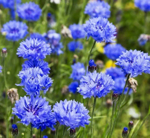 DWARF BLUE CORNFLOWER SEEDS 200+ BACHELOR BUTTON wildflower Free Shipping