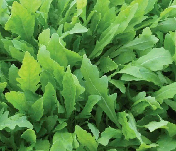 ARUGULA SEEDS 500+ ROCKET roquette VEGETABLE greens SURVIVAL salad FREE SHIPPING