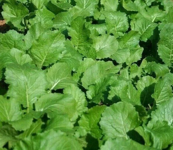 SEVEN TOP TURNIP SEEDS 500+ VEGETABLE garden Culinary SALADS stews FREE SHIPPING