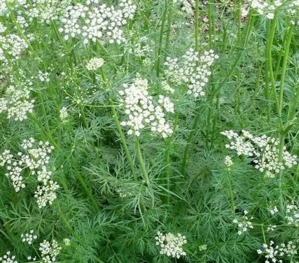 CUMIN SEEDS 200+ COMMON cumin HERB garden ASIAN culinary SPICE FREE SHIPPING