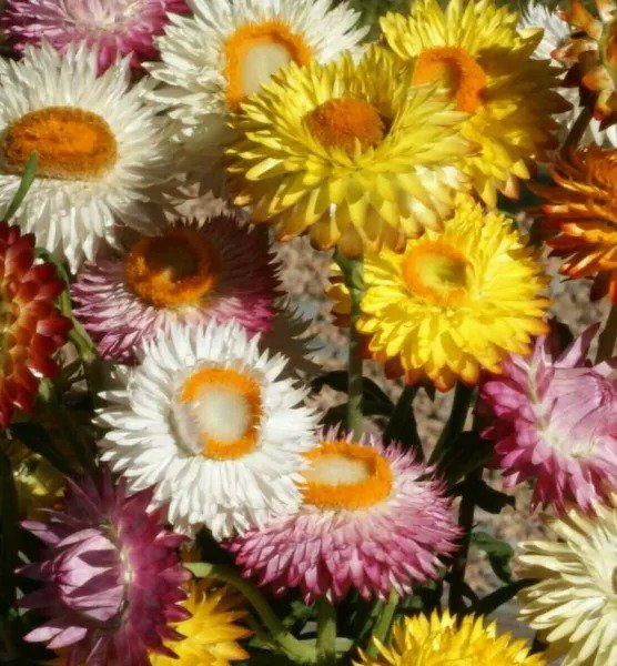HELICHRYSUM STRAWFLOWER SEEDS 300+ MIXED COLORS ANNUAL red ORANGE Free Shipping