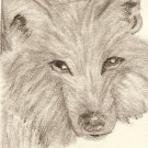 Timber Wolf ACEO Print signed & numbered