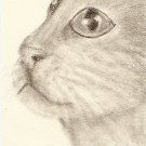 Cat, Domestic Shorthair ACEO print, signed & numbered
