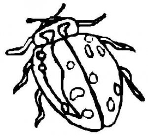 BUGS Printable Coloring eBook on CD - 39 Pages Coloring Sheets Book Kids Science