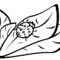 BUGS Printable Coloring eBook on CD - 39 Pages Coloring Sheets Book Kids Science