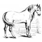HORSES Printable Coloring eBook on CD - 31 Pages Coloring Sheets Book