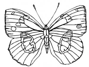 BUTTERFLIES Printable Coloring eBook on CD - 105 Pages Coloring Sheets Book