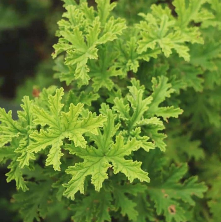 50 Seeds Citronella Very Hardy Great for keeping bugs away