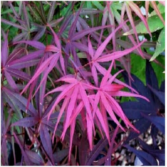 12 seeds red bamboo japanese maple acer palmatum beni otake
