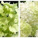 Hydrangea Limelight Beautiful Colors 4" Pot Live Plant Garden