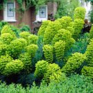 Seeds Fresh Crop 10 Mediterranean Spurge Euphorbia Unique Plant Flower Seeds