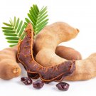 Seeds Fresh Crop 10 Tamarind Tamarindus Indica Tropical Edible Fruit Tree