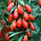 Seeds Fresh Crop 100 Goji Berry Wolfberrylycium Barbarum Organic Exotic Superfood Seeds Fresh Crop 100 Goji Berry Wolfberrylycium Barbarum Organic Exotic Superfood